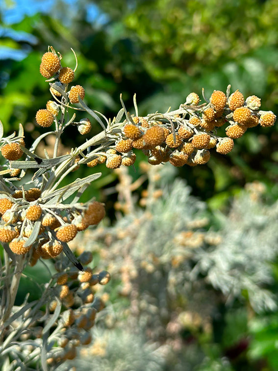 Artemisia arborenscens geurolie