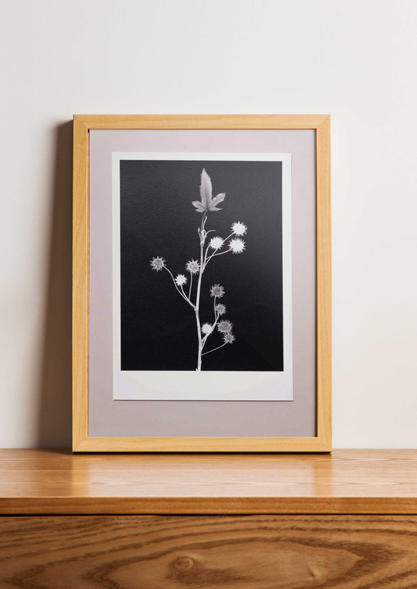 Fine Art Print Amberboom | Liquidambar