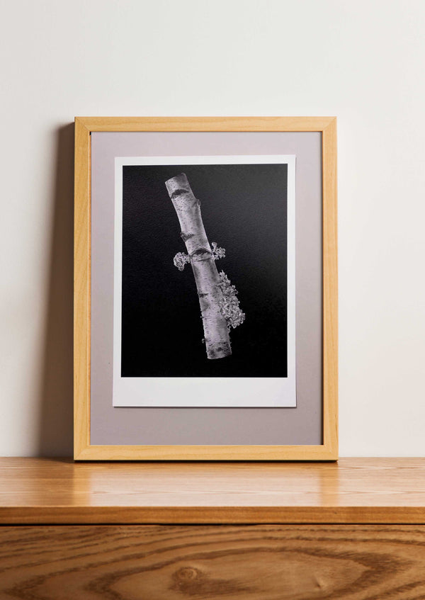 Fine Art Print Berk | Betula