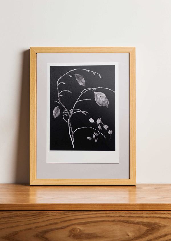 Fine Art Print Beuk | Fagus sylvatica