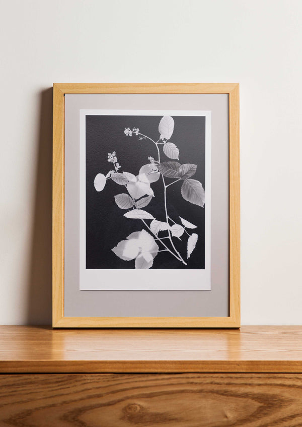 Fine Art Print Braam | Rubus