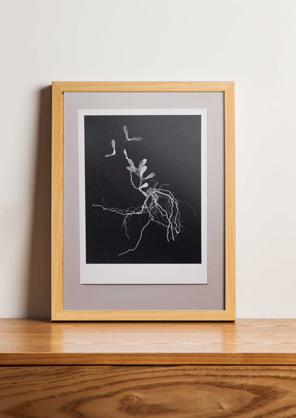 Fine Art Print Esdoorn | Acer