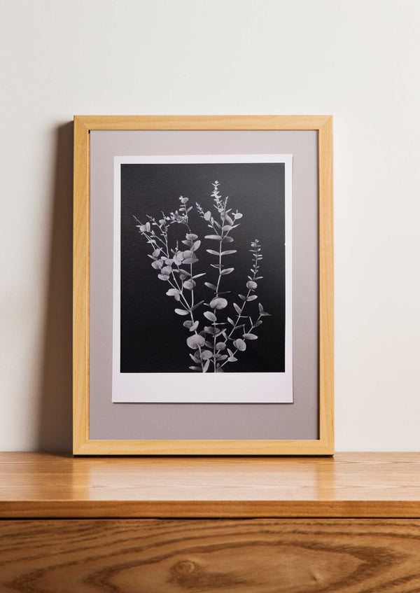 Fine Art Print Eucalyptus | Eucalyptus gunnii