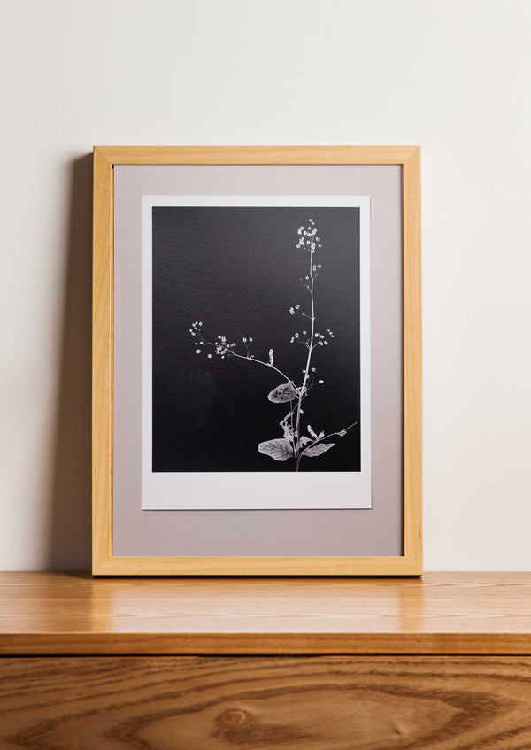 Fine Art Print Helmkruid | Scrophularia