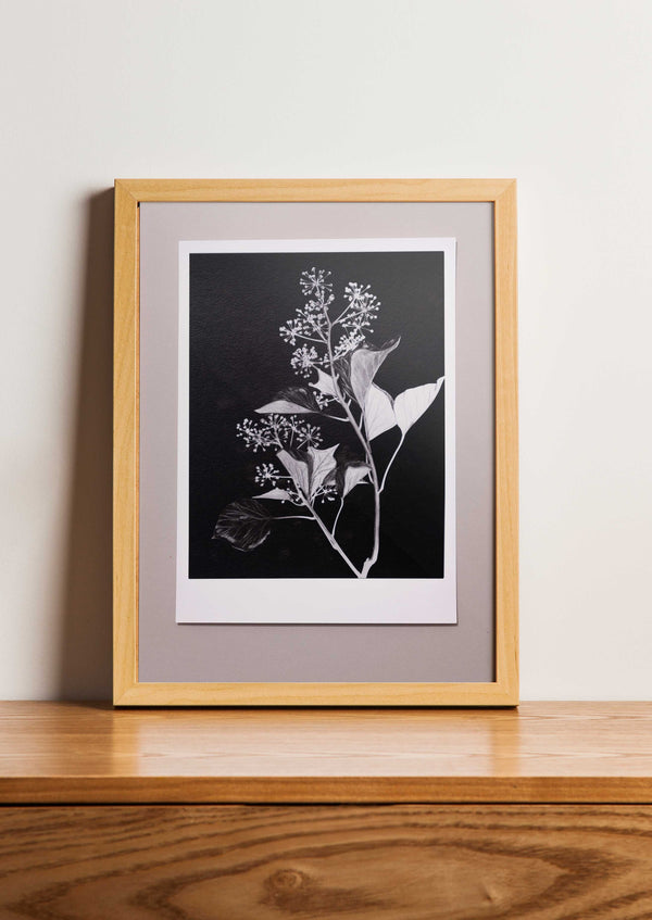Fine Art Print Klimop | Hedera