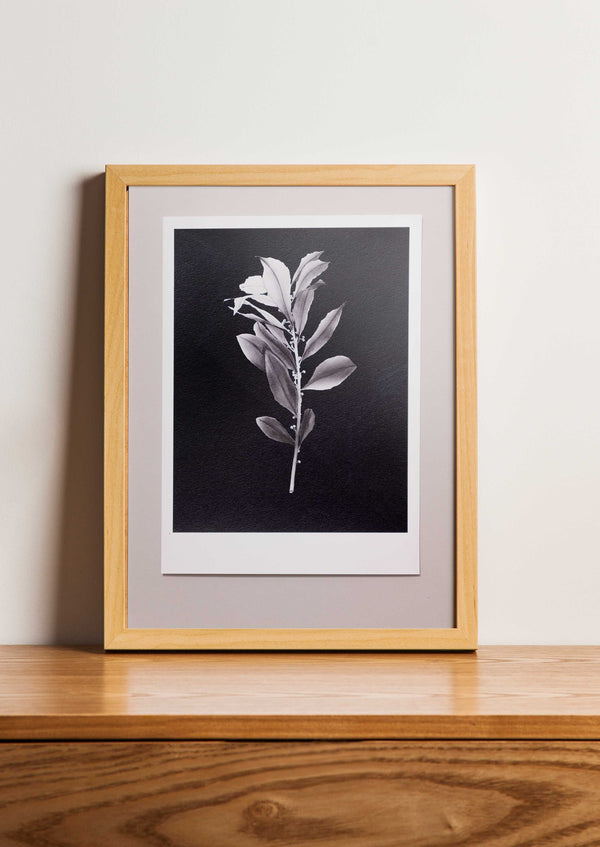 Fine Art Print Laurier | Laurus nobilis