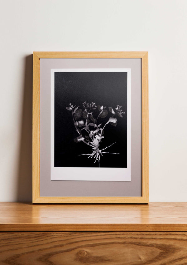 Fine Art Print Longkruid | Pulmonaria