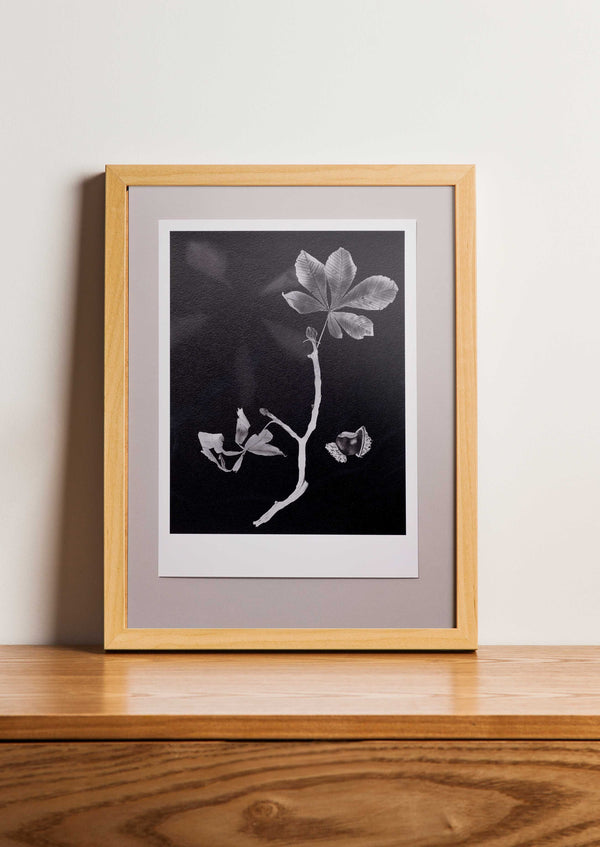 Fine Art Print Paardenkastanje | Aesculus hippocastanum