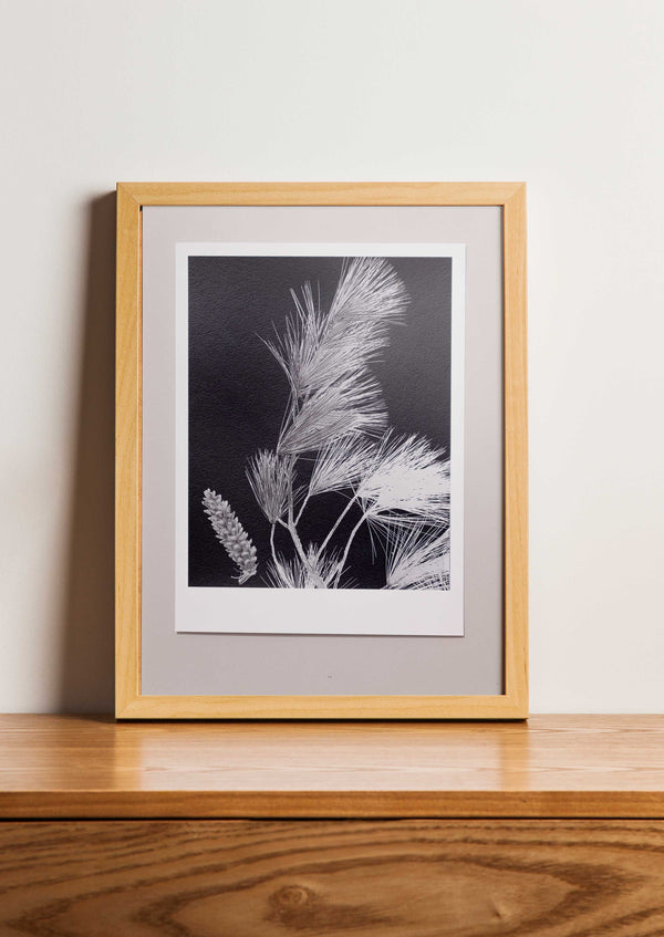 Fine Art Print Tranenden | Pinus wallichiana