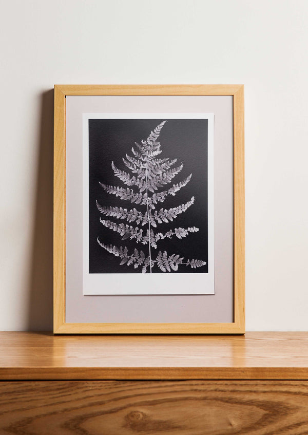 Fine Art Print Varen | Polypodiopsida