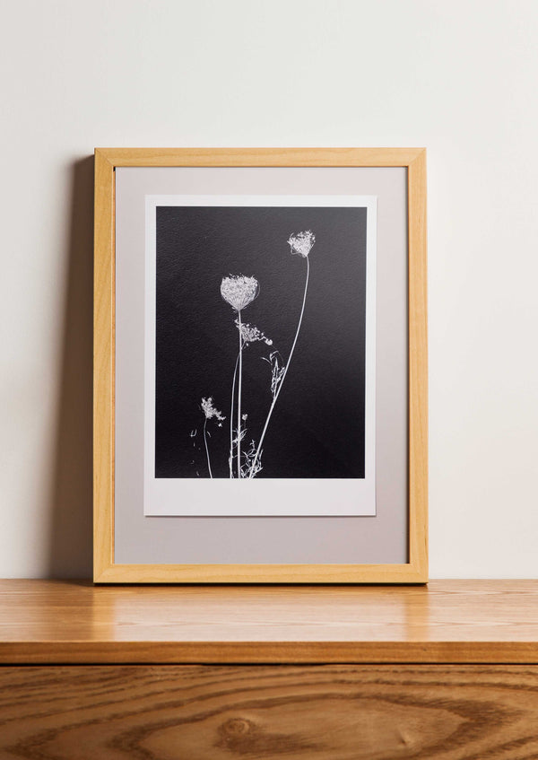 Fine Art Print Wilde Peen | Daucus carota