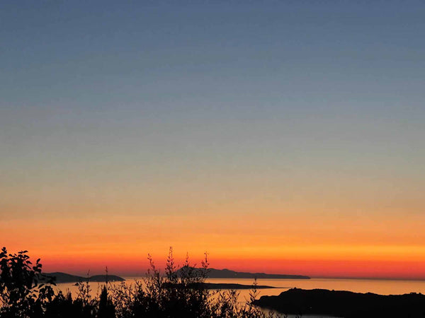 Bloesem | Tinctuur Connectie & Vrede