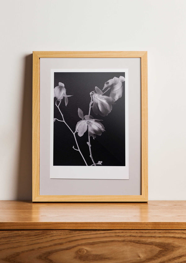 Fine Art Print Magnolia | Magnoliaceae