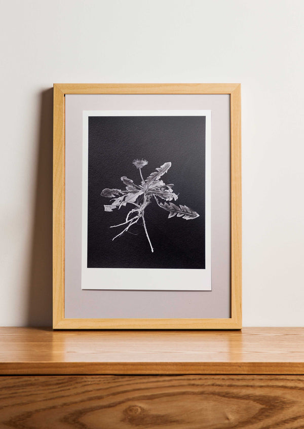 Fine Art Print Paardenbloem | Taraxacum officinale