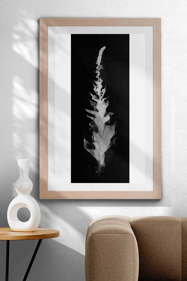 Fine Art Print Koningskaars | Verbascum